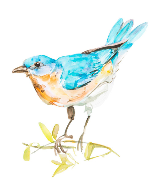 Маленькая голубая птичка, акварель ручной работы на изолированном белом фоне
 - Фото, изображение
