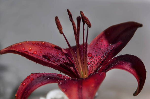The flower of the lily is red carmine color with raindrops - Foto, afbeelding