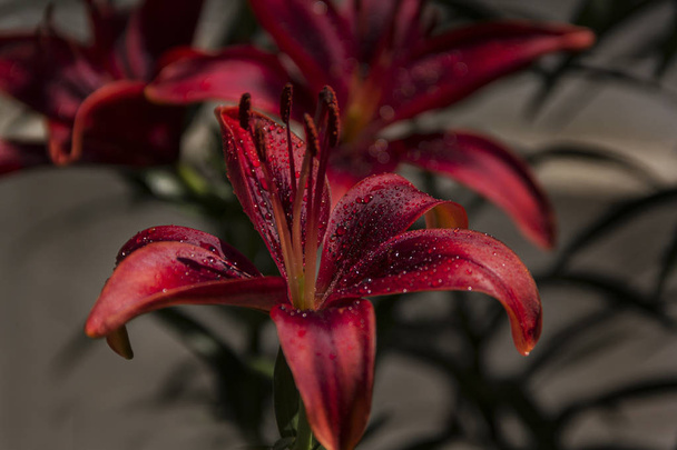 De bloem van de lelie is rood karmijn kleur met regendruppels - Foto, afbeelding