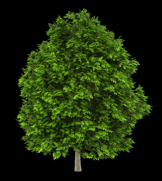 Европейское ясеневое дерево изолировано на черном фоне
 - Фото, изображение