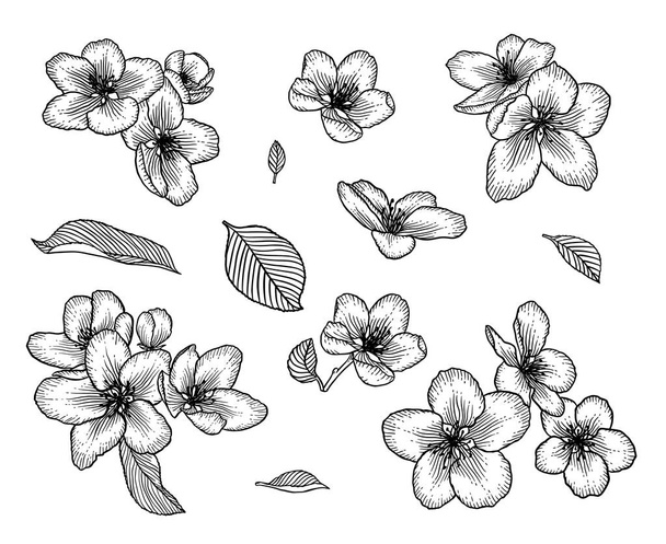 Blooming apple tree flowers hand drawn illustration set - Vetor, Imagem