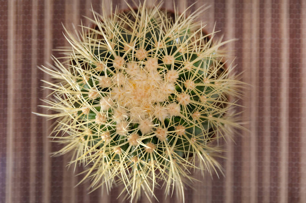 Abstract natural background, top view of cactus in a pot on the desk. Blurred background, close up and selective focus - Photo, Image