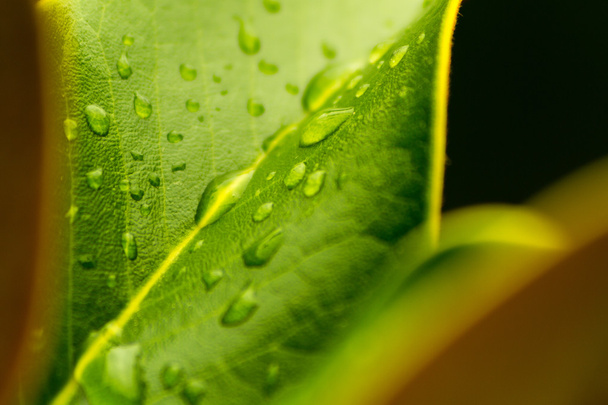 Макрос краплі дощу
 - Фото, зображення