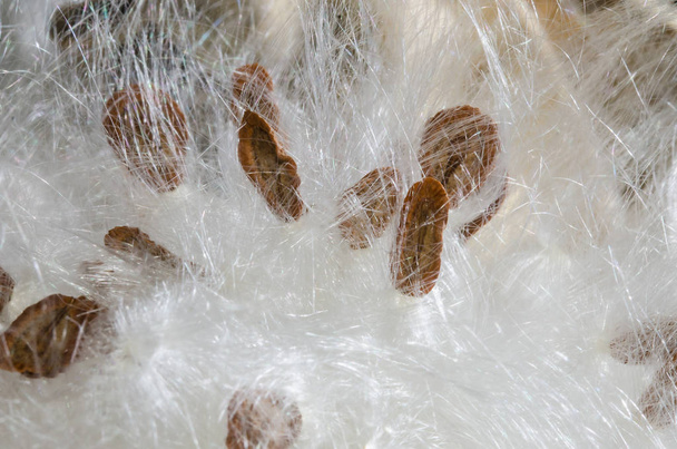 Περίληψη της φύσης: Κομψό λευκό Milkweed ίνες Παρουσιάζοντας τους σπόρους τους - Φωτογραφία, εικόνα
