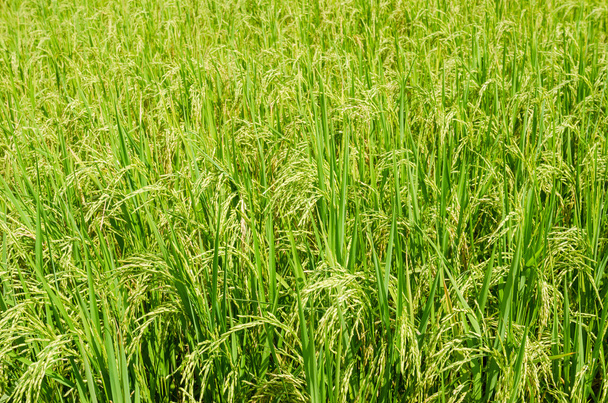Campos de arroz - Foto, Imagem