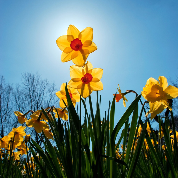 Daffodil - Zdjęcie, obraz