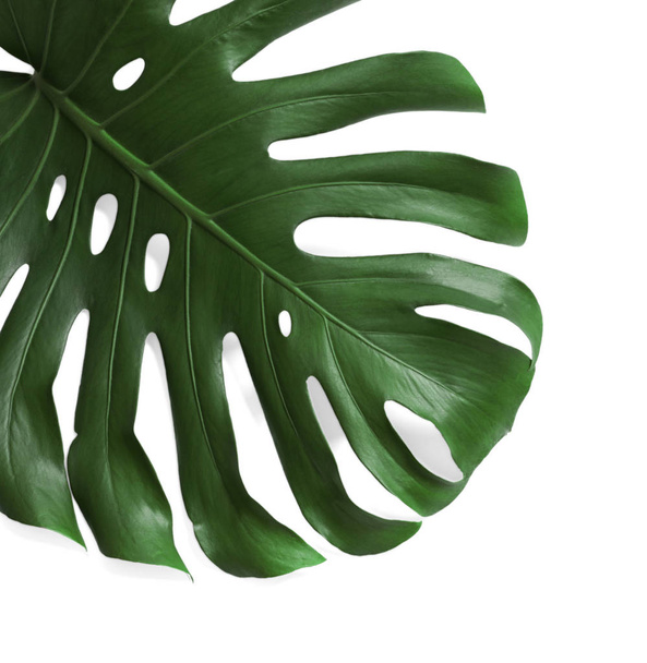 白い背景、トップビューに緑の新鮮なモンスターの葉。熱帯植物 - 写真・画像