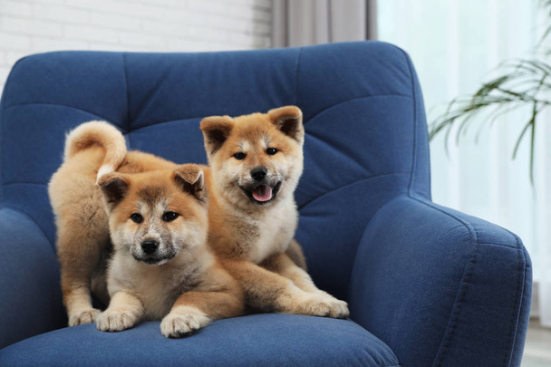 Adorable Akita Inu puppies in armchair at home, space for text - Φωτογραφία, εικόνα
