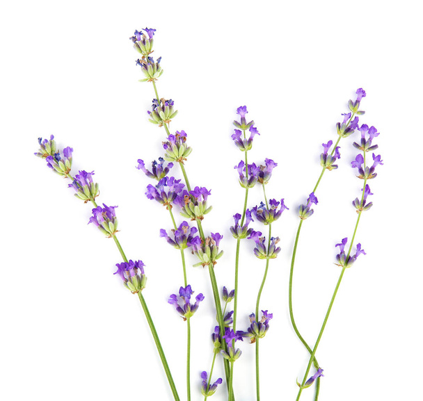 Beautiful tender lavender flowers on white background, top view - Foto, Imagem