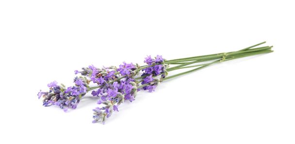 Beautiful tender lavender flowers on white background - Fotoğraf, Görsel
