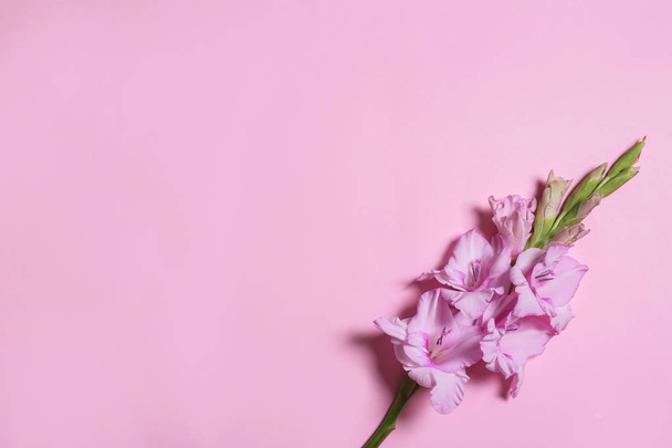 Beautiful gladiolus flowers on pink background, top view. Space for text - Fotó, kép