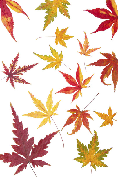Autumn maple leaves - Foto, immagini