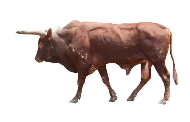 Ватуси большой бык коровы изолированы белый
 - Фото, изображение