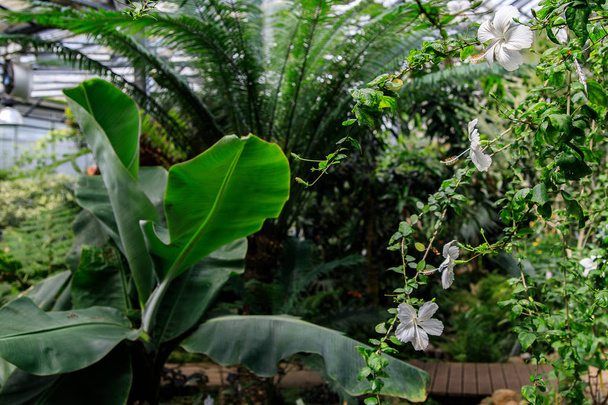 Yeşil arka planda beyaz ebegümeci çiçekler. Tropikal bir bahçede. - Fotoğraf, Görsel
