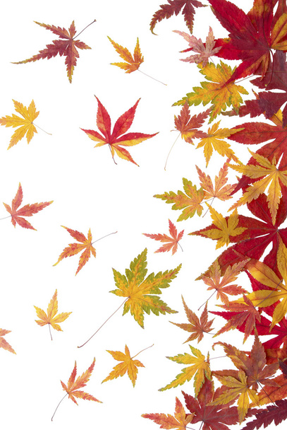 Autumn maple leaves - Foto, Bild