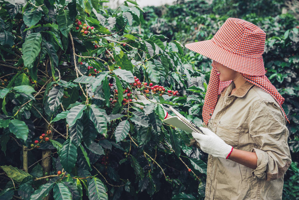 Женщина в руке держит блокнот и стоит рядом с кофейным деревом, изучая кофе
 - Фото, изображение