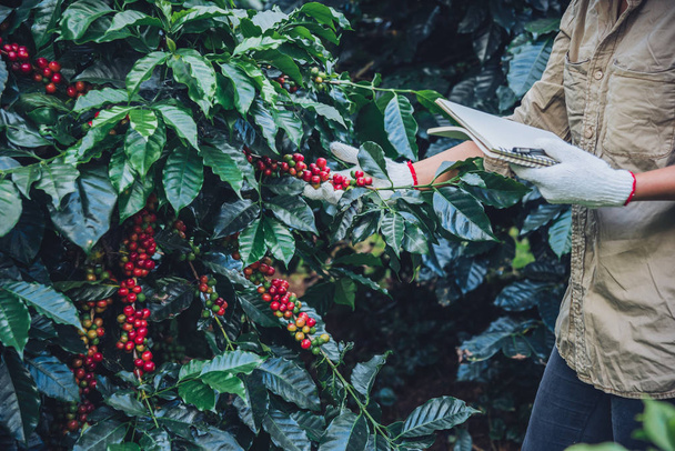 Elinde bir defter tutan ve kahve ağacının yanında duran bir kadın kahve hakkında bir şeyler öğreniyor. - Fotoğraf, Görsel