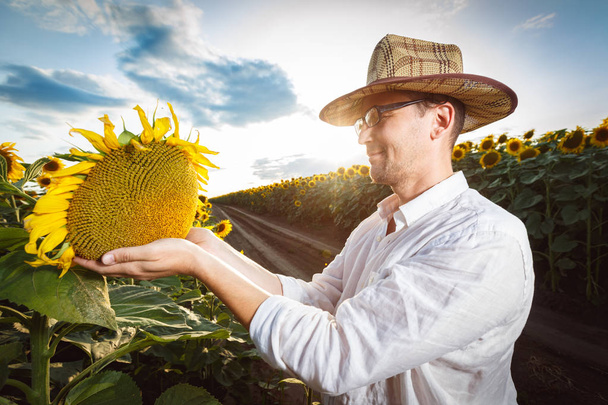 Farmer in a straw hat wearing glasses inspecting sunflower field - Fotoğraf, Görsel