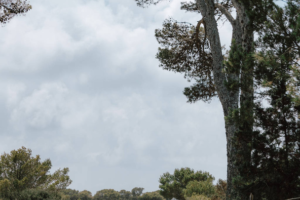 Середземноморських дерев з невеликим хмарним видом на небо. Літо в середземноморських островах відпочинок місце з відмінною погодою. - Фото, зображення