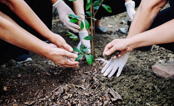 Lidské ruce nastražil stromy na ochranu životního prostředí a ekologického systému - Fotografie, Obrázek