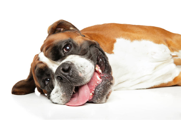 Happy German Boxer dog resting - Photo, Image