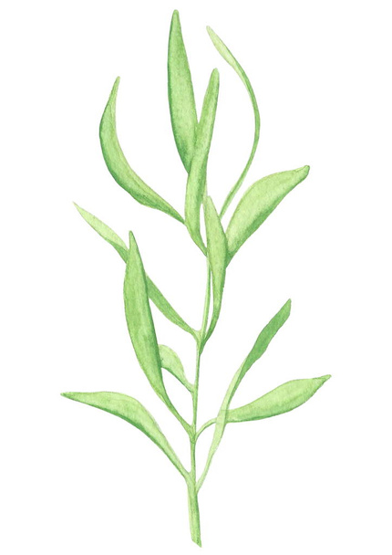 una ramita de oliva verde acuarela con hojas
 - Foto, imagen
