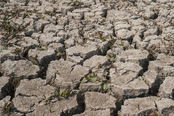 dry out soil - Foto, Bild