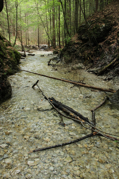 Flusso pacificamente e lentamente scorre attraverso le aree forestali di
 - Foto, immagini