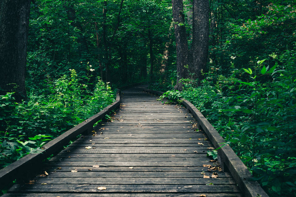 Wooden pathway or walkway from wood planks in forest park - Foto, afbeelding