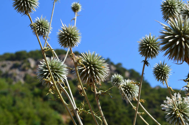 Thorny spherical plant on the Turkish coast. - Photo, Image