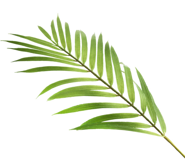 Gyönyörű friss zöld pálmalevelek izolált fehér  - Fotó, kép