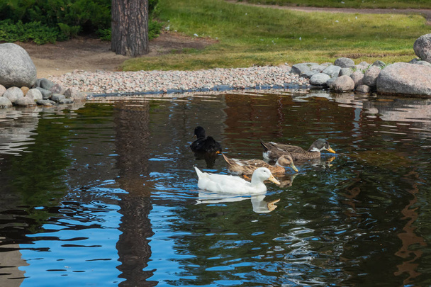 Три типи качок проходять біля ставка. Біла, чорна, коричнева качка
 - Фото, зображення