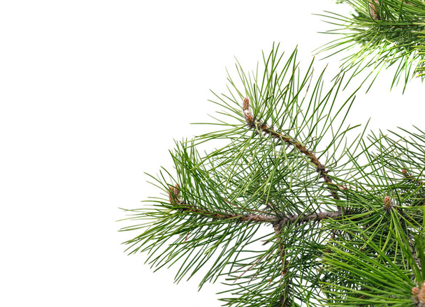 Spruce branch with young cones isolated on white background - Photo, Image