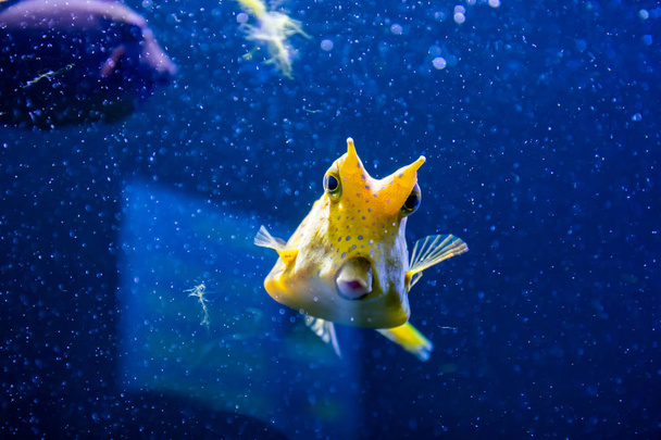 Longhorn cowfish, latin name Lactoria cornuta, also called the horned boxfish. Its primary habitat is coral reefs in lagoons, on reef flats - Zdjęcie, obraz
