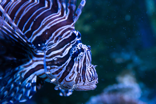 Lionfish. Prachtige en prachtige onderwaterwereld met koralen en tropische vissen. - Foto, afbeelding