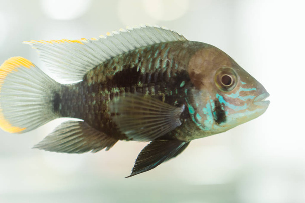 Akváriumi halak törpe Cichlid. Apistogramma nijsseni a faj a sügér hal, őshonos erősen korlátozott helyi fekete víz élőhelyek, a Dél-Peru. - Fotó, kép