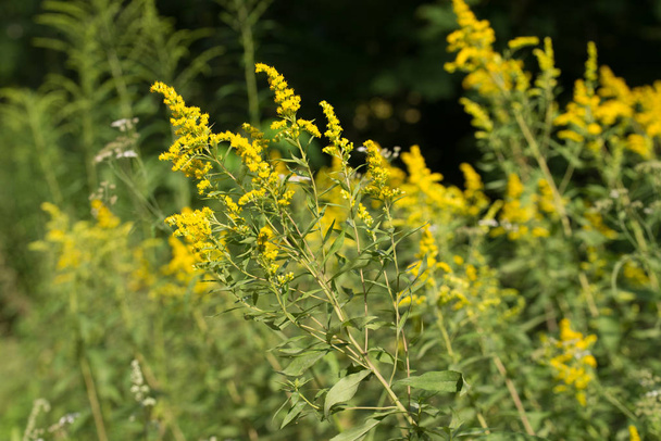 Solidago canadensis Canada goldenrod yellow flowers  - Photo, Image
