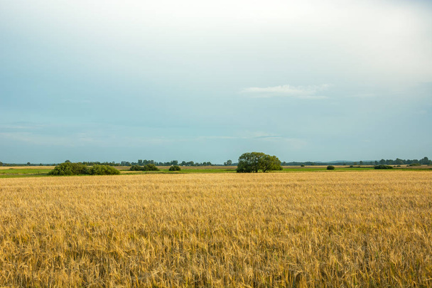 Field of barley and cloudy sky - Fotografie, Obrázek