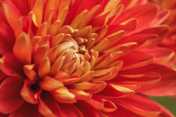 květ chryzantémy - Fotografie, Obrázek