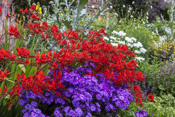 Crocosmia vermelho profundo e Phlox roxo plantas floridas em um jardim fronteira herbácea
. - Foto, Imagem