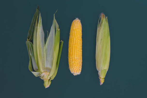 Corn cob on a blue background. - Фото, изображение