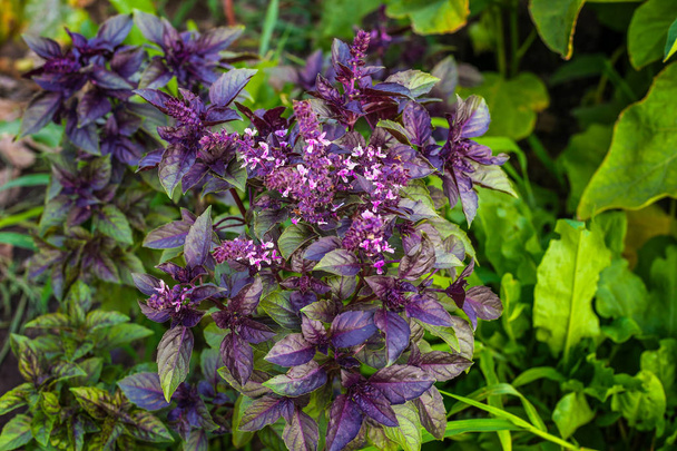 Vörös bazsalikom/bazsalikom növény/bazsalikomos levelei. Vörös bazsalikom a kertben - Fotó, kép
