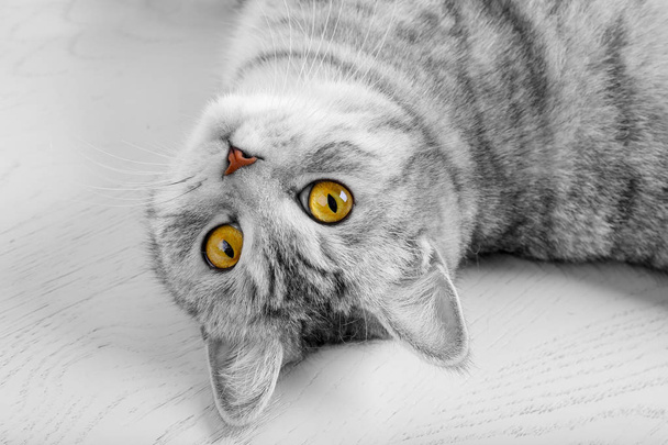 Puszysty szary piękny dorosły kot, rasa szkocki, Bliski portret na białym tle z pięknymi oczami. Portret szkockiego szarego kota - Zdjęcie, obraz