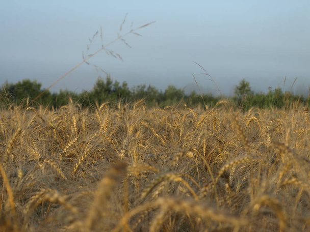 cenário de amadurecimento orelhas de campo de trigo amarelo no nascer do sol fundo céu laranja, raios de sol no horizonte no prado rural, Letónia
 - Foto, Imagem