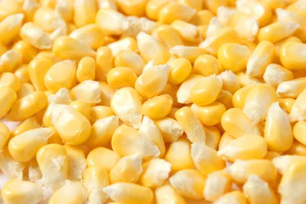 Fresh corn on a light background. Corn heads. - Photo, Image