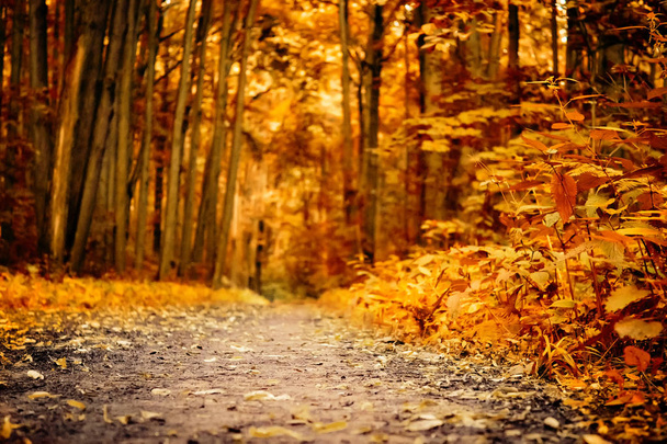 Jesienny krajobraz piękne kolorowe drzewa. Wspaniałe malownicze tło. Selektywna koncentracja. - Zdjęcie, obraz