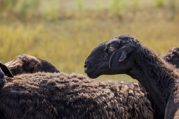 wild black sheep field background  - Foto, afbeelding