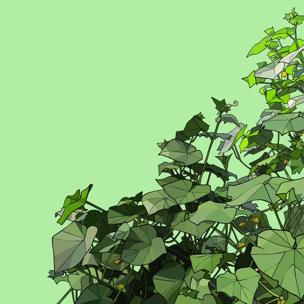 green background with thickets of cucumber plants painted on the side - Vector, Image