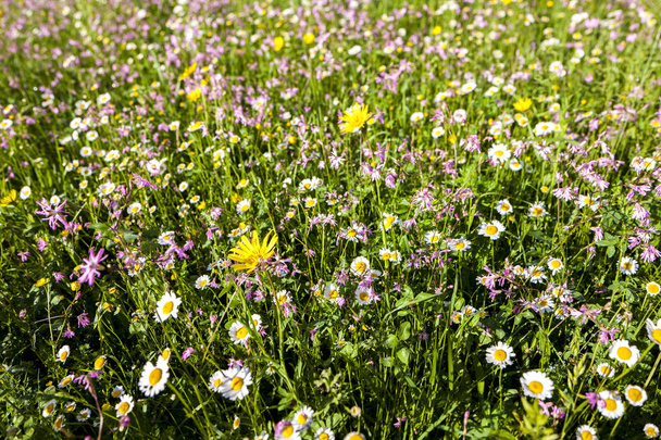 meadow near village Vernasca, Italy - Photo, Image