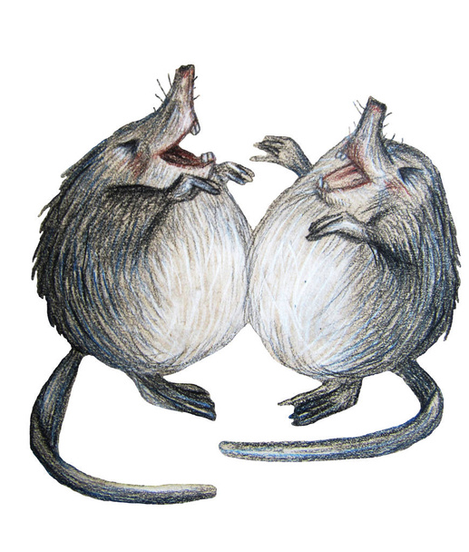 Desman dessiné à la main, rat musqué. Animaux rares, espèces menacées. Isolé
 - Photo, image